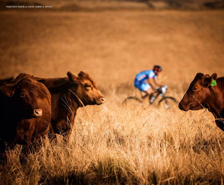 specialized-sworks-catalogue-vache