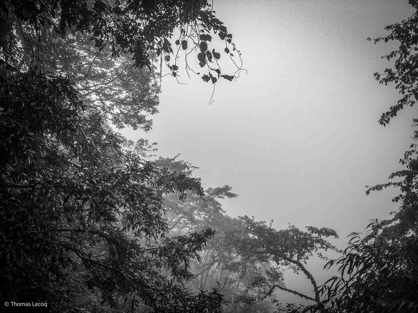 brouillard